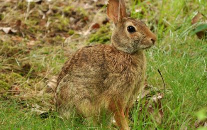 Interesting Creatures… Eastern cottontail (Sylvilagus floridanus)