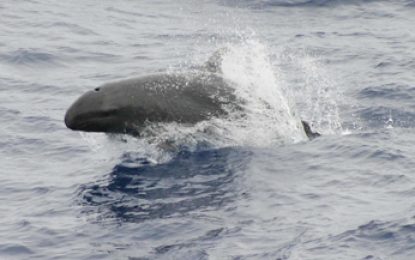False killer whale (Pseudorca crassidens)