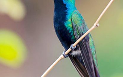 Interesting Creatures…  Black-throated mango (Anthracothorax nigricollis)