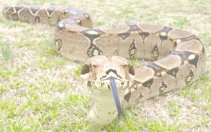 Interesting Creatures… The Boa Constrictor