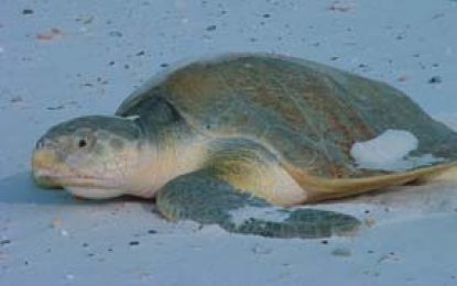Interesting Creatures…  Kemp’s Ridley Sea Turtle (Lepidochelys kempii )