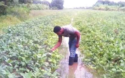 Essequibo farmer boosts red bean production with help from NAREI