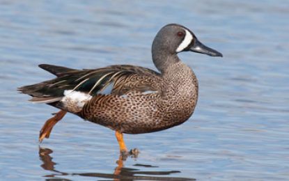 Blue-winged Teal (Anas discors)