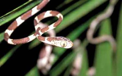 Blunthead tree snake (Imantodes cenchoa)