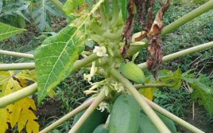 Disease of Papaya threatens Parika Backdam Farms