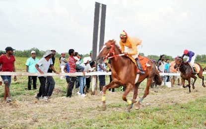 Georgetown Turf Club Pre-Mash Horse Race Meet…Irish Boy gallops to feature win; 16 year-old Jockey Kellman impresses