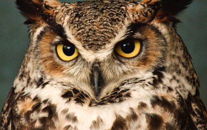 The Great Horned Owl (Bubo virginianus)