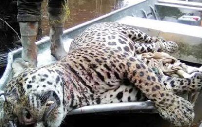 Hunting and killing of jaguars is unlawful – Wildlife conservationists