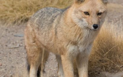 Pampas Fox (Lycalopex gymnocercus)