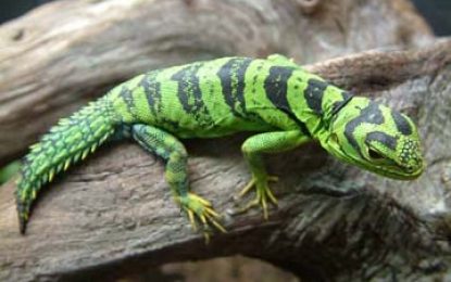 The Tropical or Amazon thornytail iguana – Uracentron flaviceps