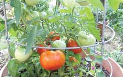 Kitchen garden tips from NAREI… Planting tomatoes in containers