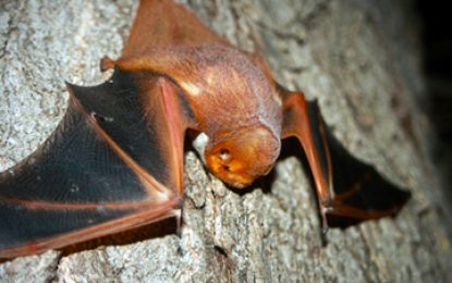 Desert red bat (Lasiurus blossevillii)