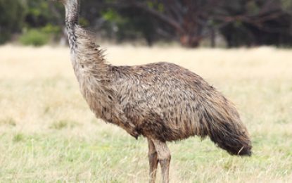 Interesting Creatures…The Emu (Dromaius novaehollandiae)