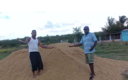 Berbice private sector blisters GRDB for failing to assist farmers in paddy bug losses