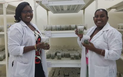 NAREI’s scientists produce breadfruit plants from tissue culture techniques