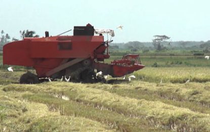 130,005 tonnes of rice harvested for first quarter  …36% of crop harvested so far