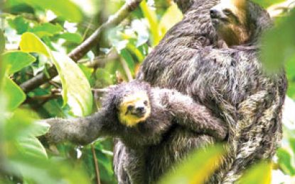 Sloth Island Nature Resort – one of Guyana’s best kept secrets