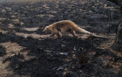 Illegal savannah fire at Waikin Ranch threatens wildlife