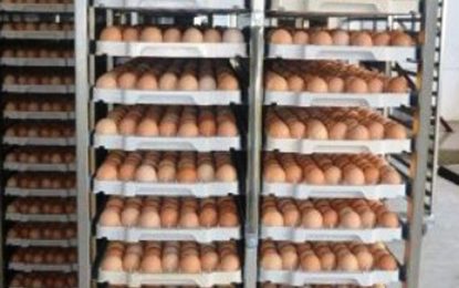 Livestock Authority cracks down on importation of eggs