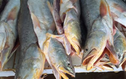 Guyana part of largest seafood expo