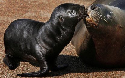 Interesting Creatures…  South American sea lion (Otaria flavescens)