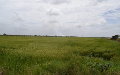 Rice Board unaware of paddy smuggling to Suriname  -refutes “plague” report of ambassador