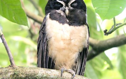 The Spectacled Owl (Pulsatrix perspicillata)