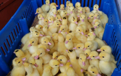 Livestock Authority gets tough on illegal importation – imports 1400 ducklings for breeding stock