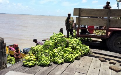 Value added investment may rescue Wakenaam Plantain industry.