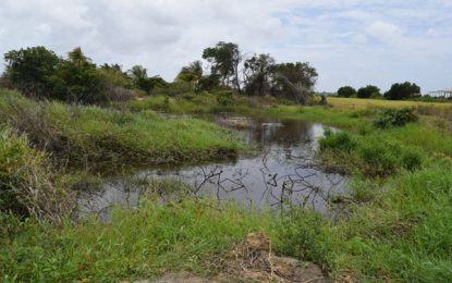 Cane Grove Village : A community of agricultural possibilities