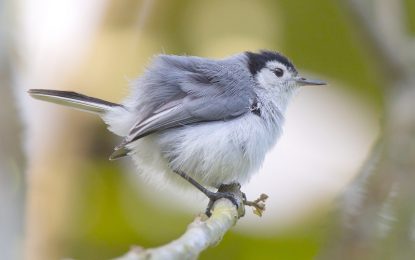 Tropical gnatcatcher (Polioptila plumbea)