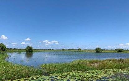 Mahaicony Creek rice farmers lose millions to flood waters