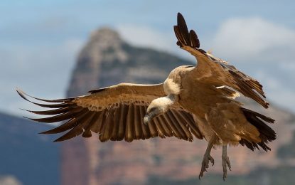 The Griffon Vulture (Gyps fulvus)