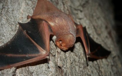 Desert Red Bat (Lasiurus blossevillii)