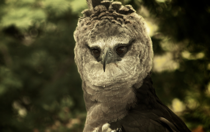 Crested eagle [Morphnus guianensis]