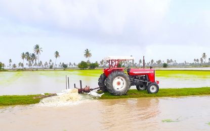 Woe for E’bo rice industry as flood water destroys seedlings.