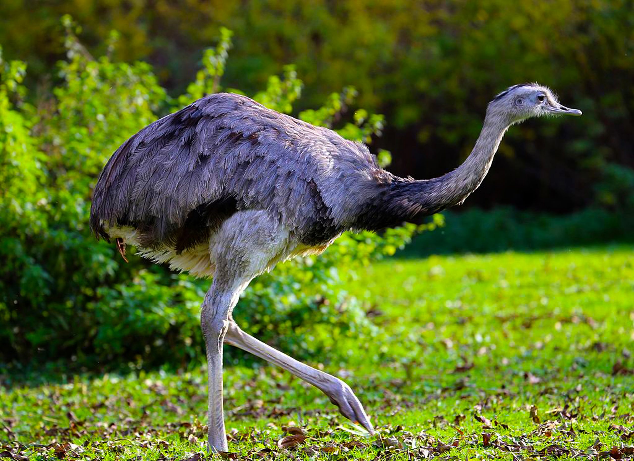 Interesting Creatures The Greater Rhea (Rhea americana) Kaieteur News Interesting Creatures The Greater Rhea (Rhea americana) Kaieteur News