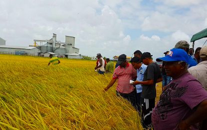 Venezuela becomes major buyer of Guyana rice again