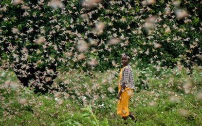 Expanding locust swarms threaten food security across East Africa