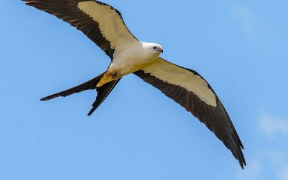 The Swallow-tailed kite (Elanoides forficatus)