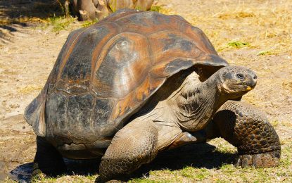 Interesting Creatures… The Galápagos tortoise (Chelonoidis nigra)