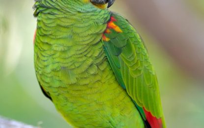 Interesting Creatures…  Turquoise-fronted amazon (Amazona aestiva)