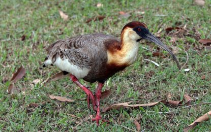 Interesting Creature… Buff-necked ibis
