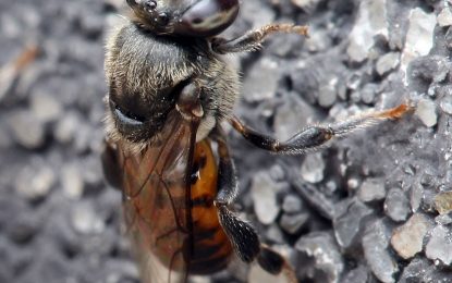 Stingless bee