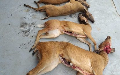 Deep anger as photo of slaughtered deers surfaces