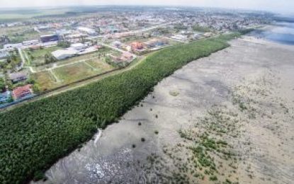 Guyana requires additional 460,000 acres of mangroves to offset emissions from ExxonMobil’s flaring-conservationist