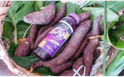 Purple Sweet Potatoes in Guyana’s Hinterland: A Nutraceutical Goldmine