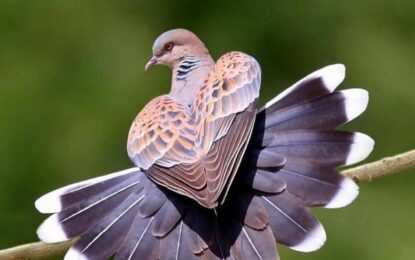 The Turtle Dove