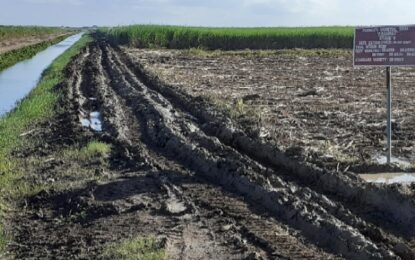 Uitvlugt struggles to 18,599 tonnes