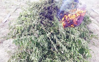Berbice police destroy three ganja plantations worth $100M
